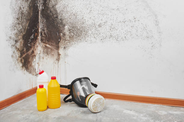Best White Mold Remediation in Owatonna, MN