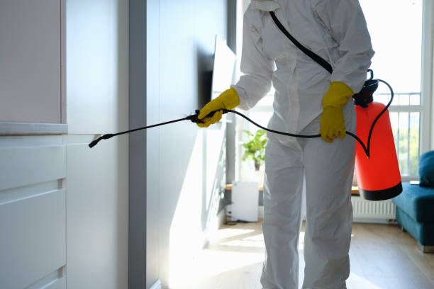 Best Post-Flood Mold Remediation in Owatonna, MN