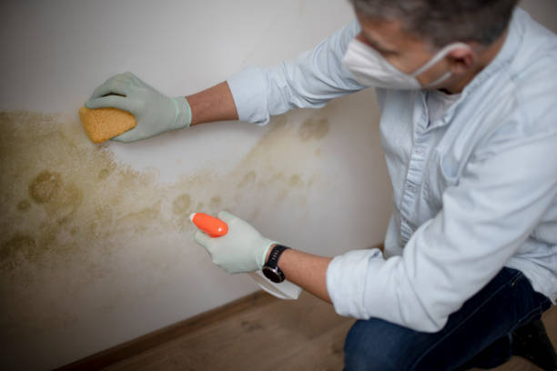 Best Insurance-Related Mold Remediation in Owatonna, MN